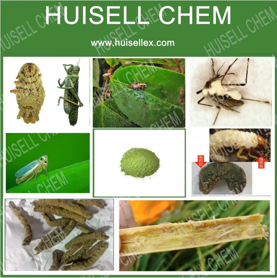 Beauveria Bassiana and Metarhizium anisopliae for sale