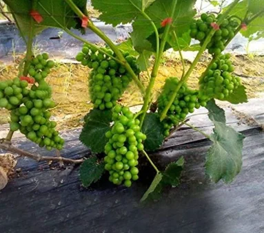 Heavy Duty Stretch Garden Tie Tape  Green Plant Tape