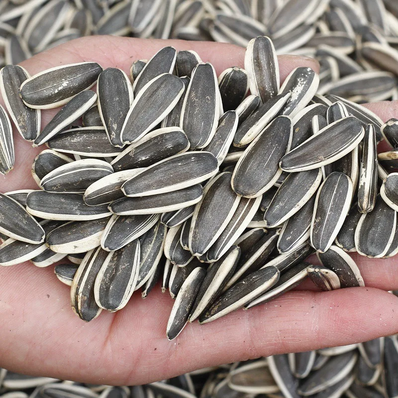 2022 Nutritious Sunflower Seed Raw Sunflower Seed Bag 50kg