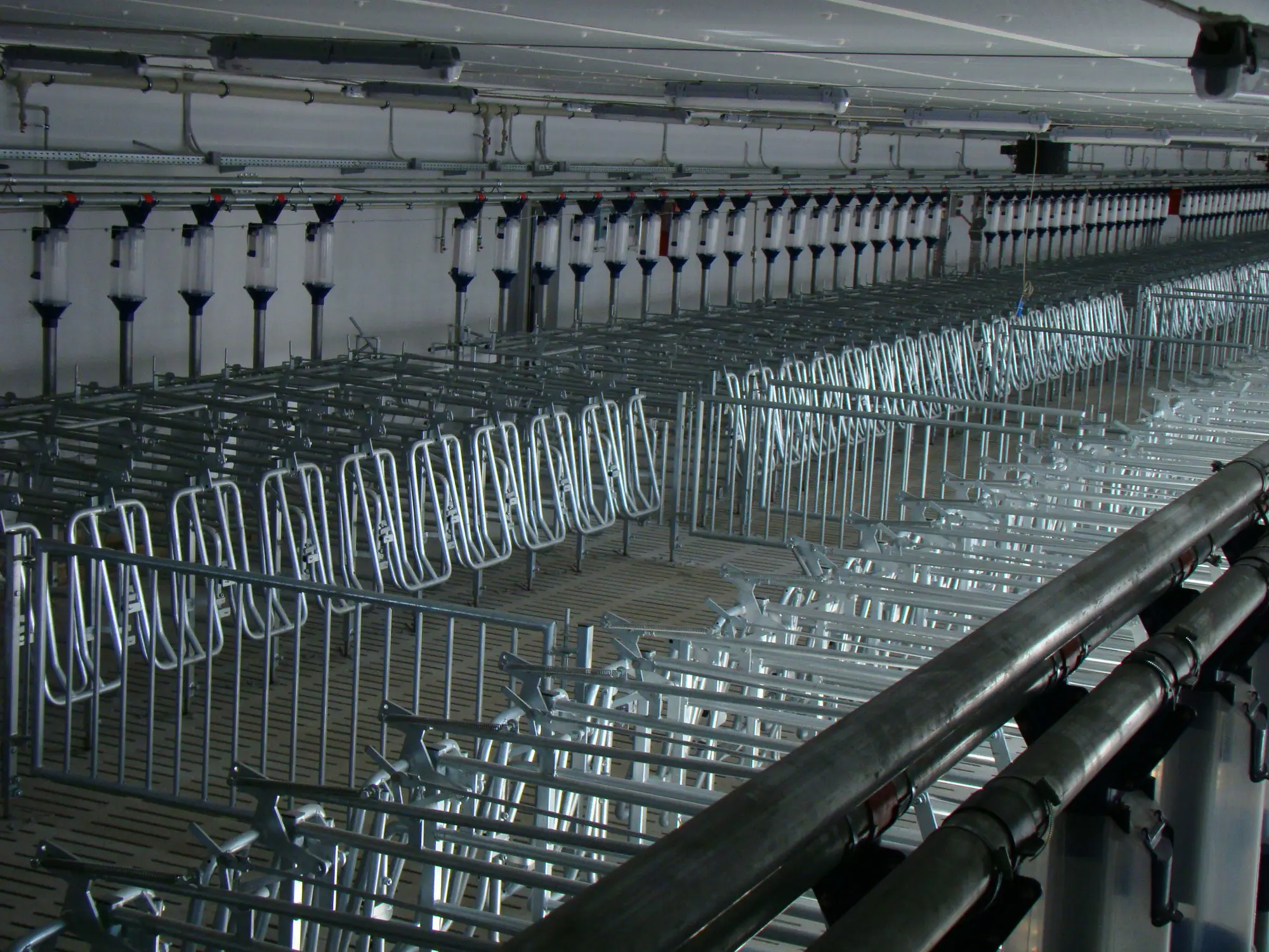 Galvanize Free Access Stall Pig Cages Automatic Pig Cages Pig Farming Equipment