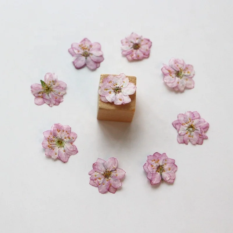 12pcs/pack Chinese Bush Cherry With Stem Pressed Flower For Frame Phone Case Candle Resin Art