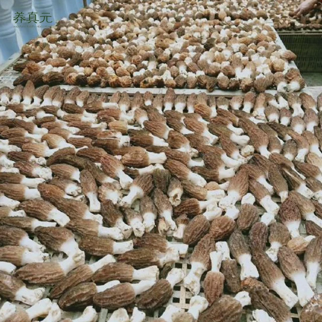 Preferred Price Morels High Quality Mushrooms Dried Morels Mushroom Dried Mushrooms for Soup Food Dried ODM OEM