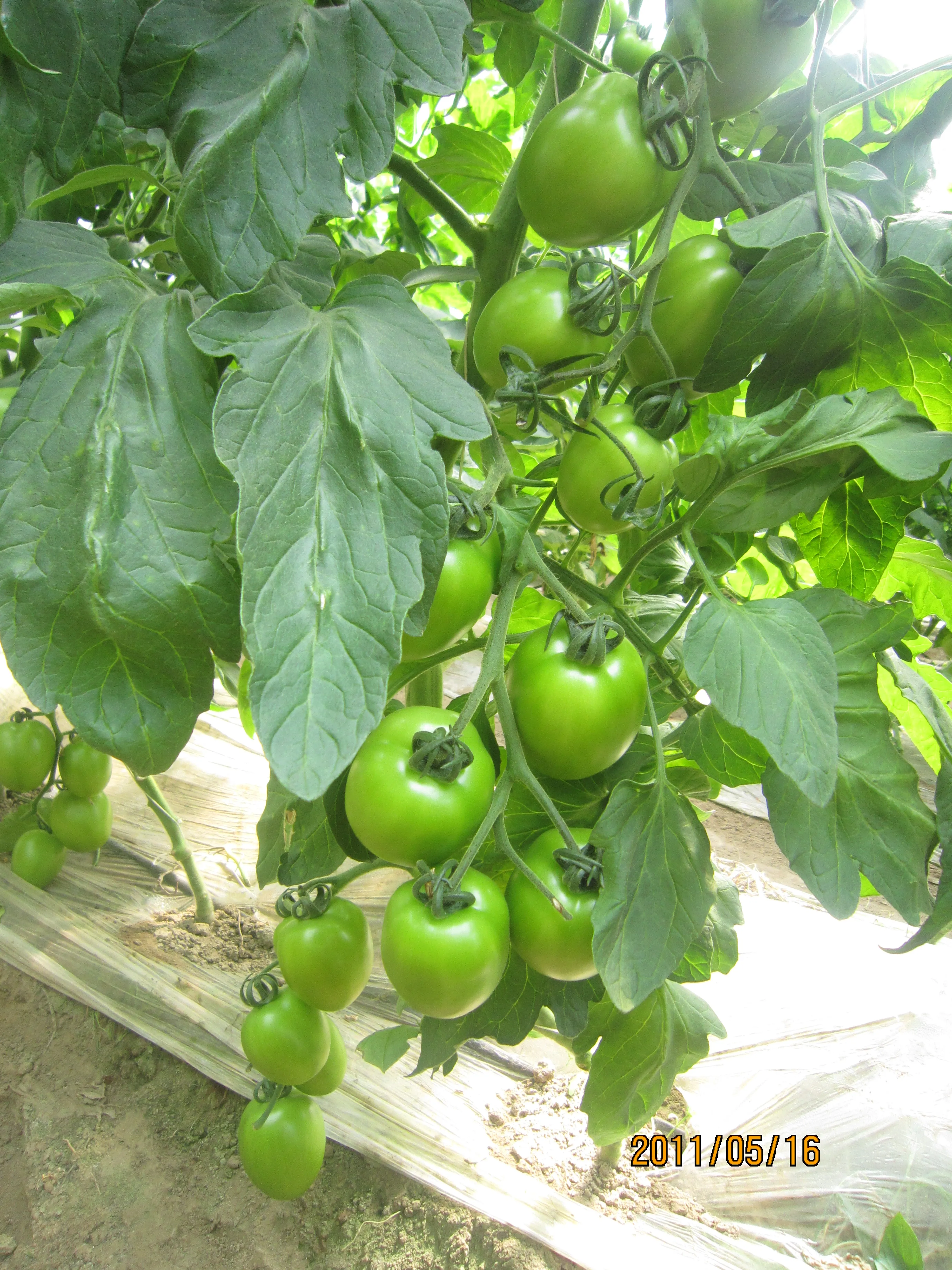 H710 Hybrid Indeterminate marmande tomato seeds
