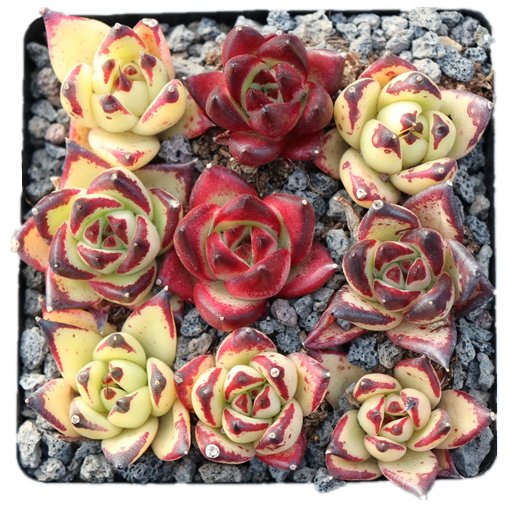 
Echeveria agavoides Ebony combo mini suculents plants woody plants with high quality live plants for sale 