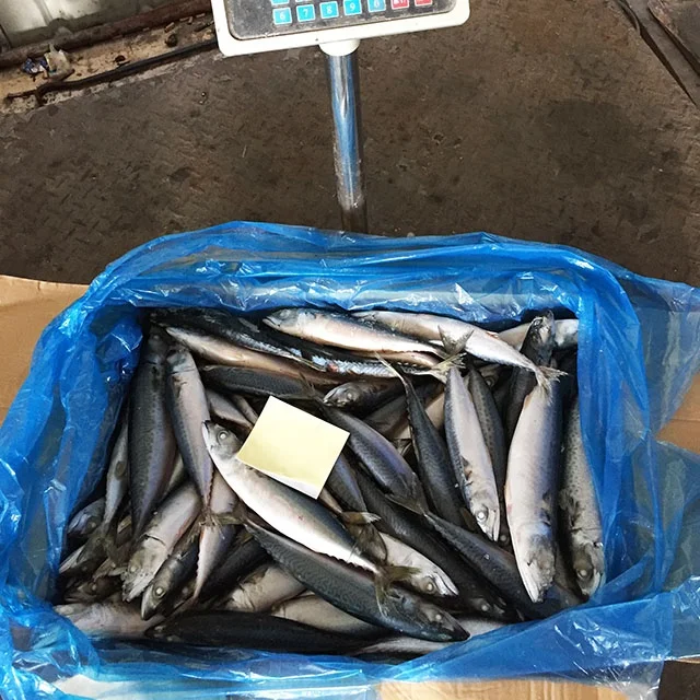 China Top Sale New Season Sea Catch IQF Frozen Pacific Mackerel WR Scomber Japonicus Fish