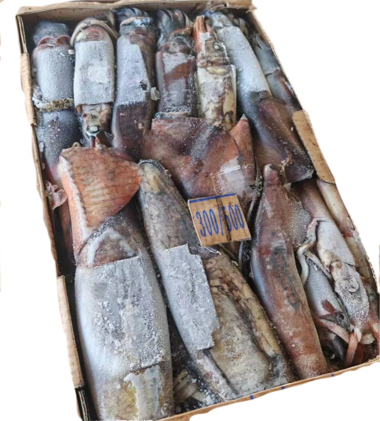 Wholesale Price BQF Frozen Squid 300 - 500 Indian Squid for Southeast Asia