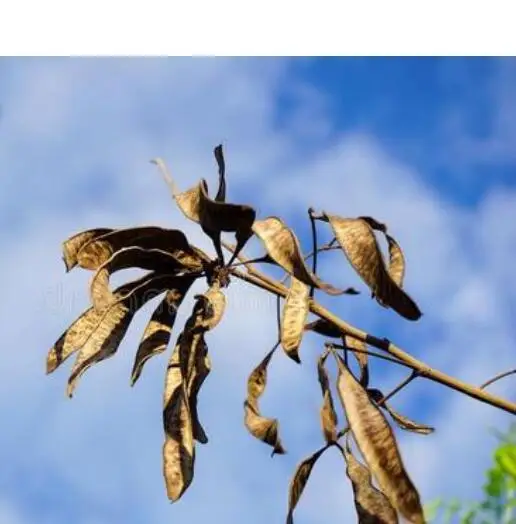 
Beautiful flowers silktree pink silk tree seeds for planting 