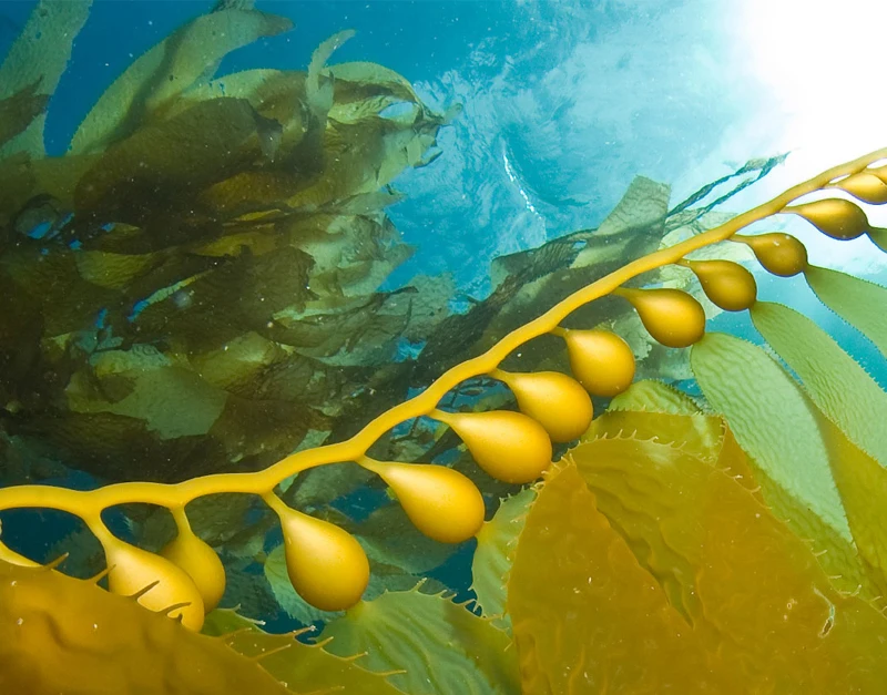 
Deep sea seaweed extract Ascophyllum Nodosum Kelp Extract soluble powder 