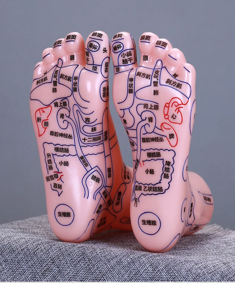 Medical students teach traditional Chinese acupuncture and massage model AIDS for feet