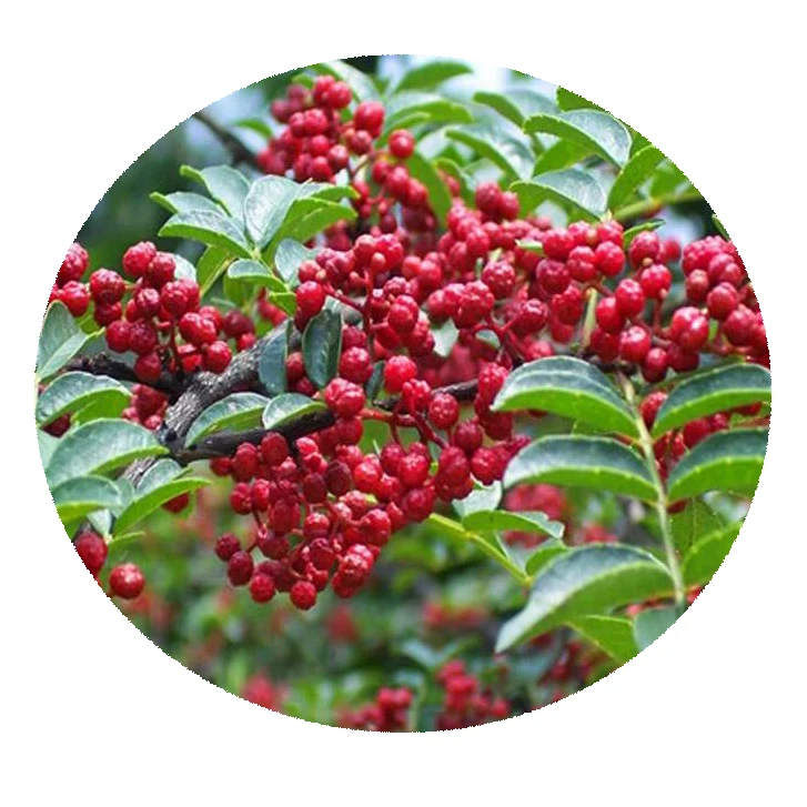 2021high-quality семена дерева зантоксилума bungeanum/F1 гибридные высококачественные семена зантоксилума bungeanum