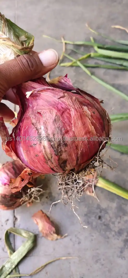 
MANUAL FARM QUIPMENTS FOR FARMERS ONION SEEDS PLANT CUTTER MACHINE 