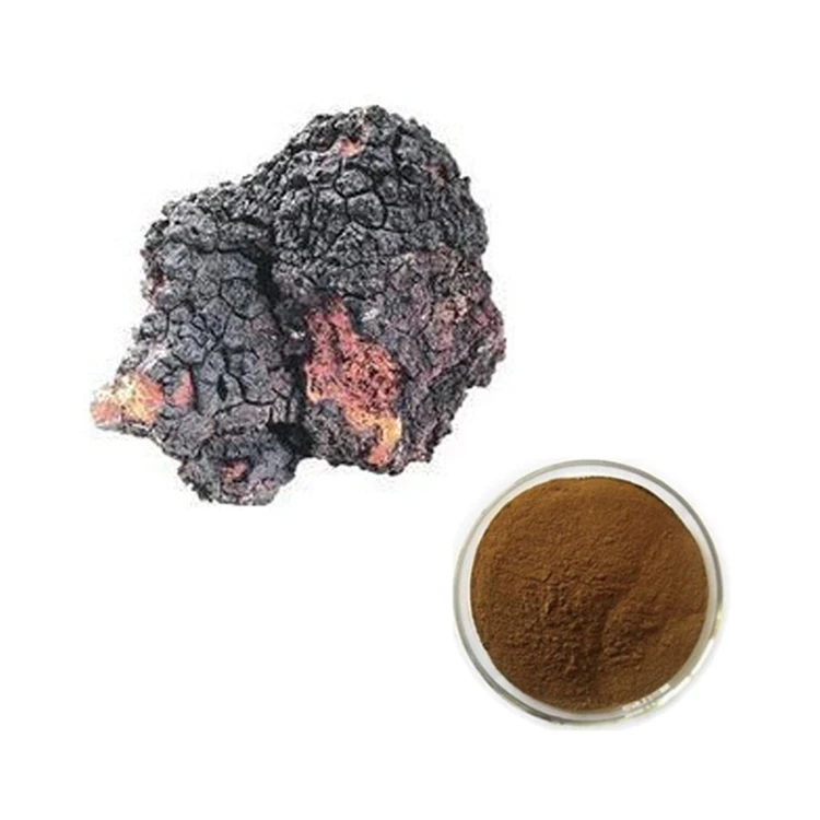 
Chaga Extract Chaga Mushroom Inonotus Obliquus Chaga Powder 