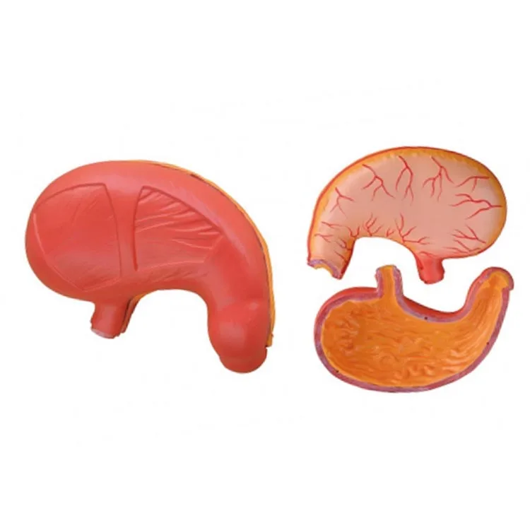 Medical True to life Teaching Model Human Anatomy Stomach Model for Medical Training