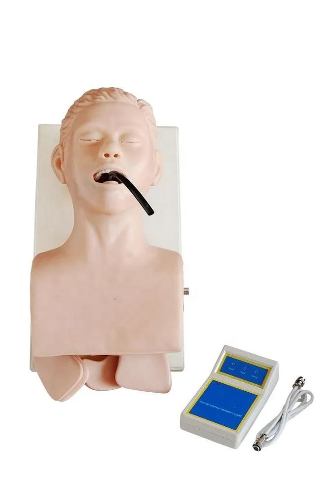 Human Trachea lntubation Model hospital medical school teaching anatomical model BC1115-07