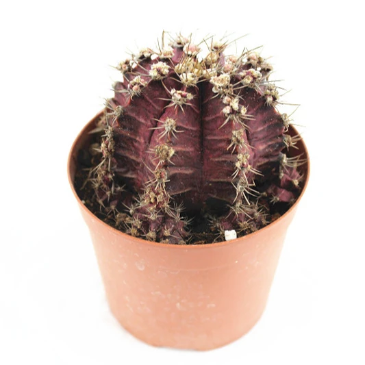 2021  live plant Farm flower  supply Gymnocalycium mihanovichii bonsai  Cactus Plants for Living Room decoration