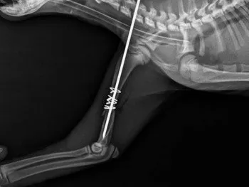 14x17 fuji medical x-ray film for fuji cr