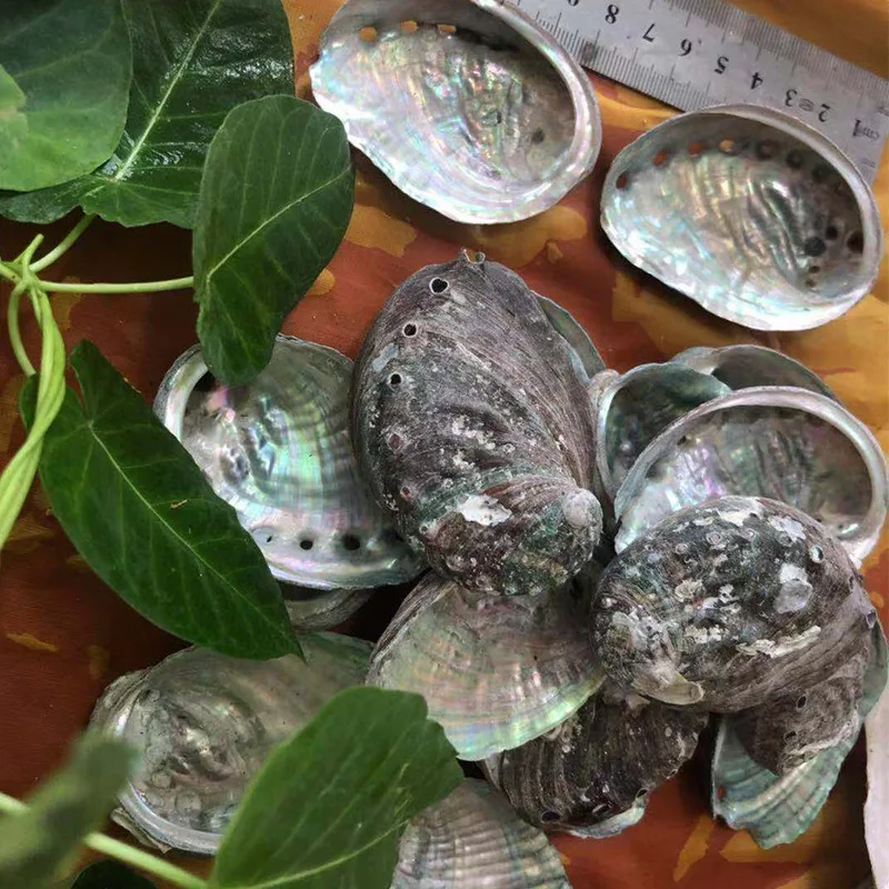 
8-9CM Hot Selling Raw Abalone Shell Natural shell DIY home decoration Handicraft decoration abalone shell 