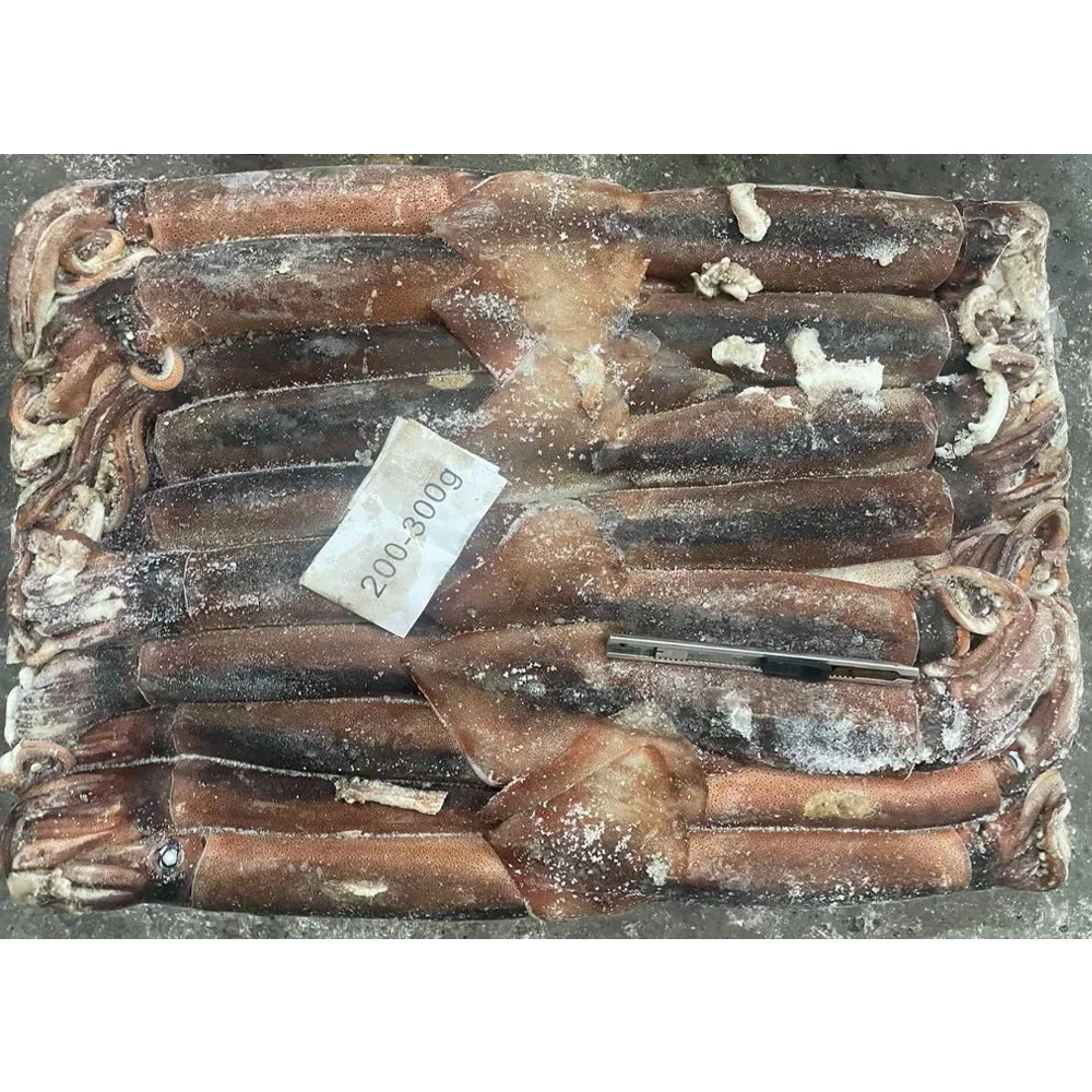 China export iqf illex squid argentina illex squid frozen illex squid w/r