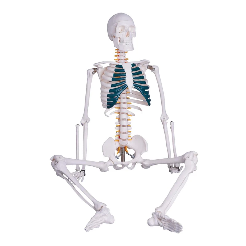 Medical Science Teaching Models 85cm Human Skeleton Model