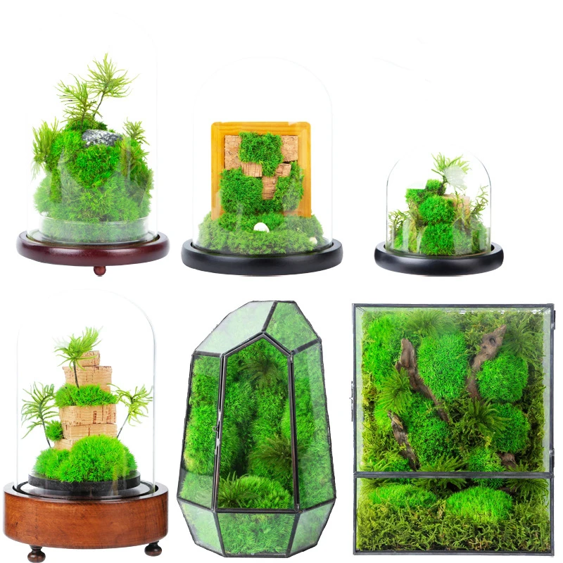 wholesale moss art moss plant real natural living green long lasting stabilized preserved moss terrarium for decoration