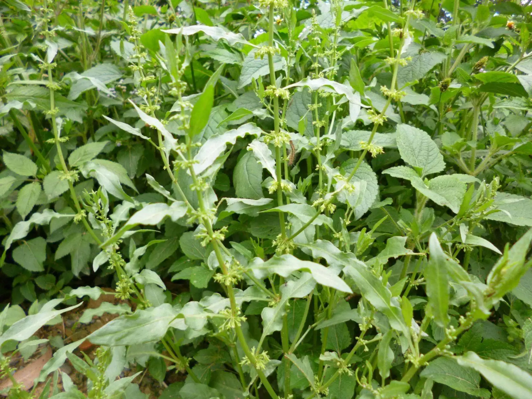 Hot sale natural herbal medicine Ban Lan Gen Isatis indigotica root extract radix isatidis with fast delivery