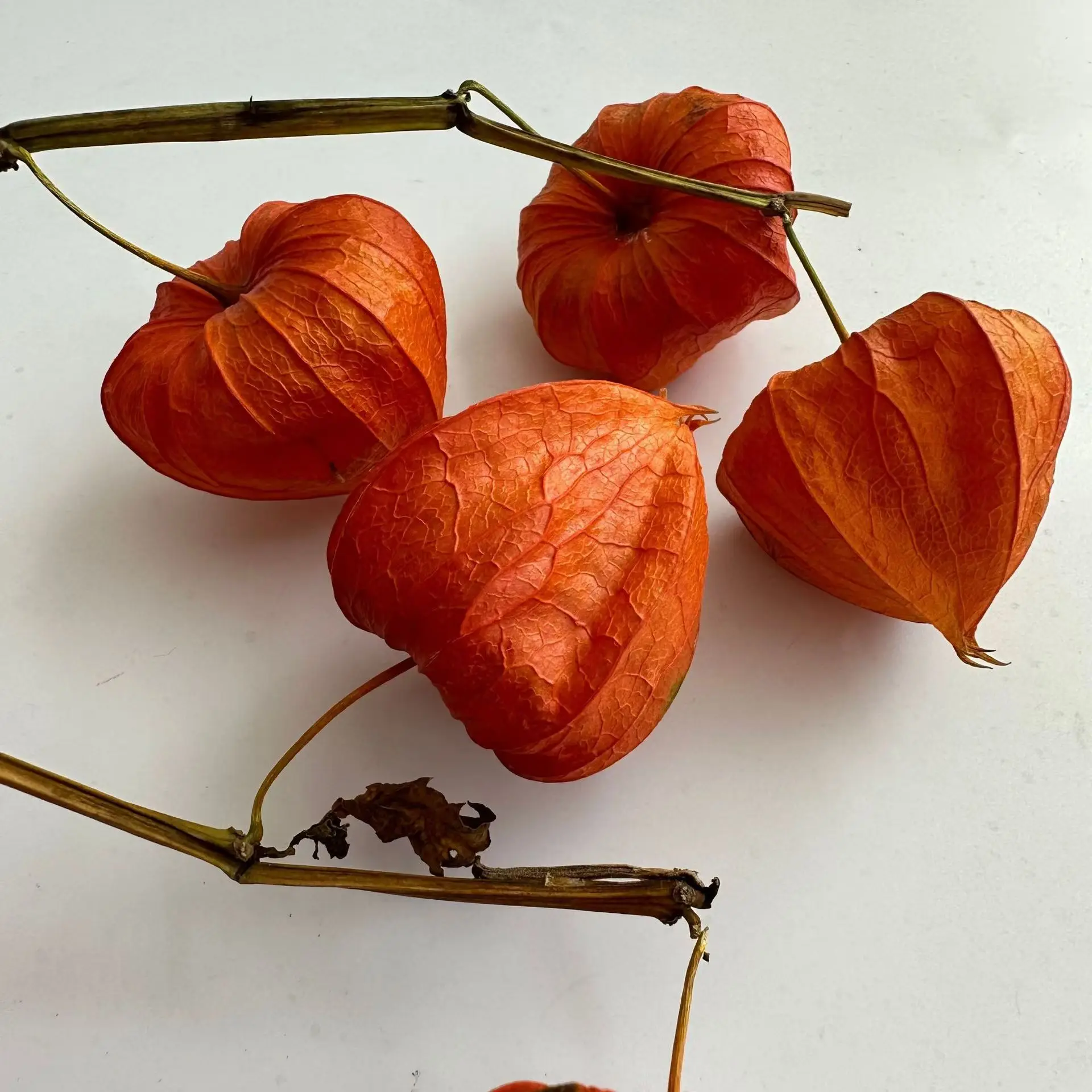 Ins most popular pastoral dried natural flower physalis fruit for home decor