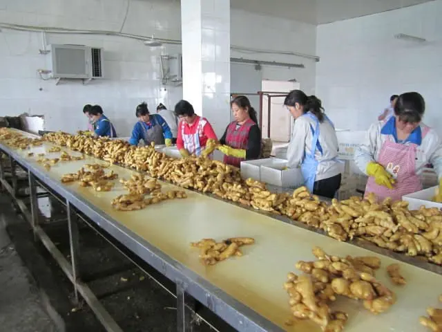 hot sale 80-150g Ginger wholesale for export with best quality & cheap price high quality fresh ginger with Global Gap & Haccp