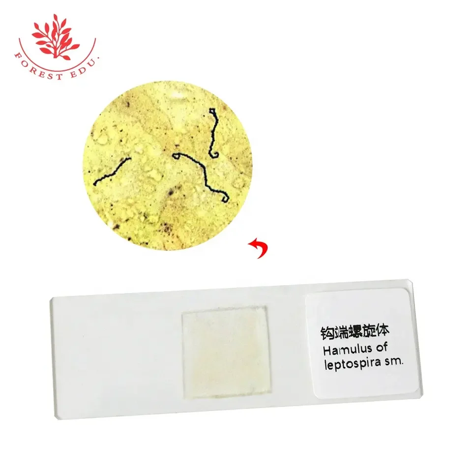 Leptospira Slide Bacterial Microbiological Specimen For Teaching Research In Standard Medical College Spirochetes