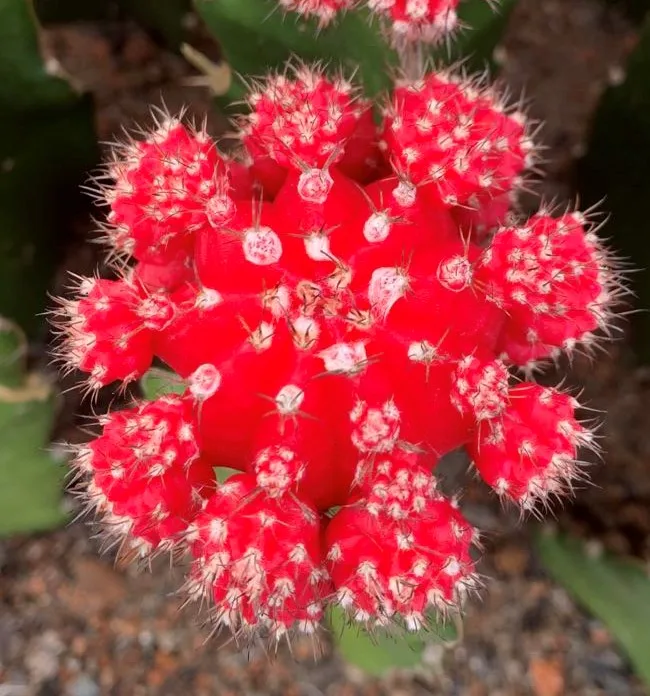 
Guaranteed quality beautiful real plant gymnocalycium mihanovichii cactus for indoor or outdoor 