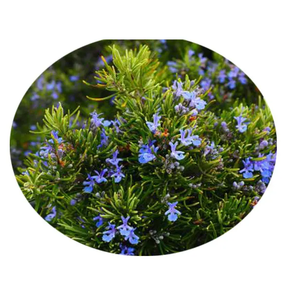 2021 высококачественные семена росемаринуса лекарственного/семена розмарина для посадки