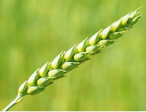 Заводская цена, высококачественный протеин пищевого класса, жизненно важный глютен пшеницы/протеин пшеницы