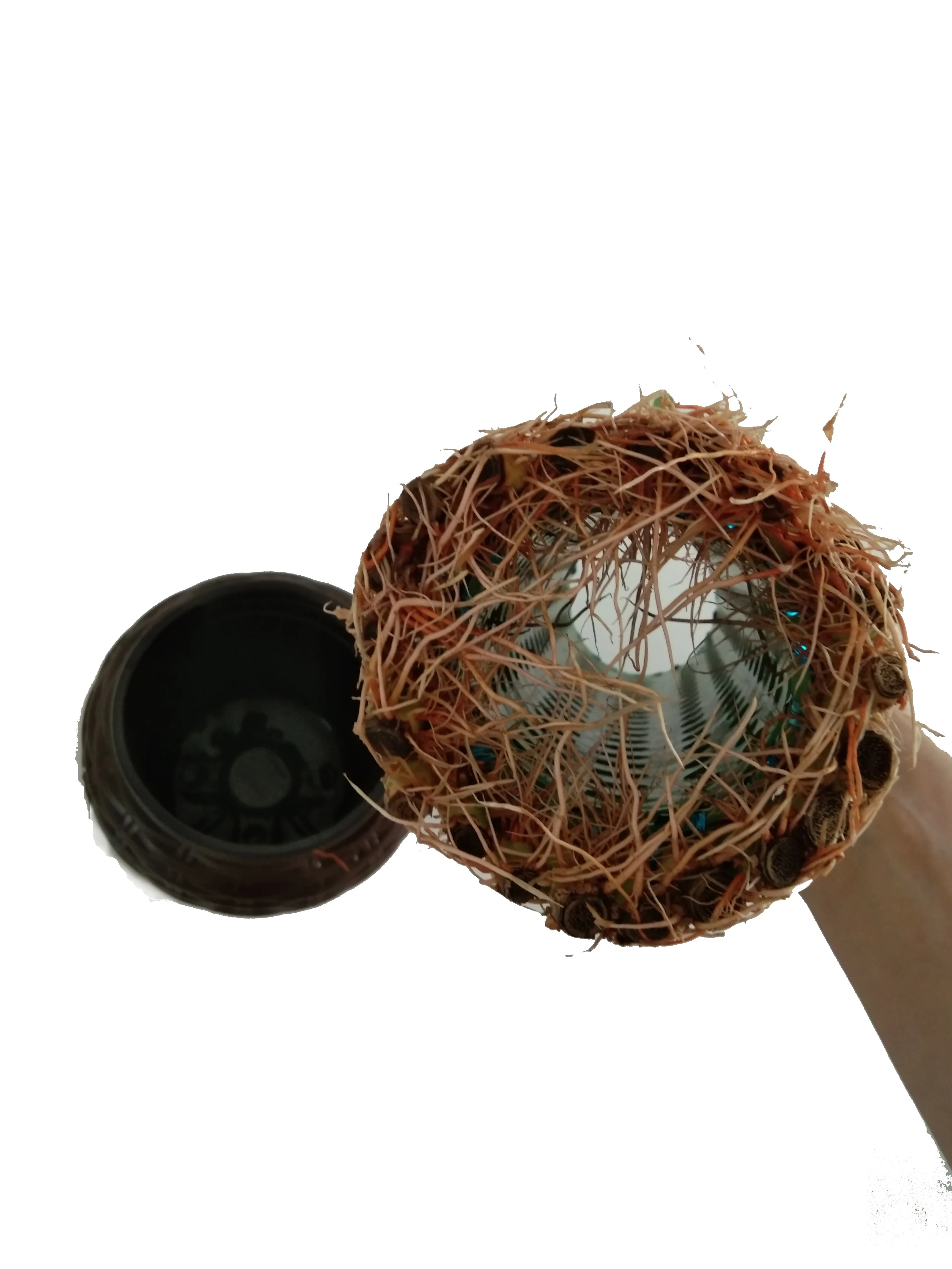 
Green Fengshui wheel lucky bamboo with good quality Zhanjiang 