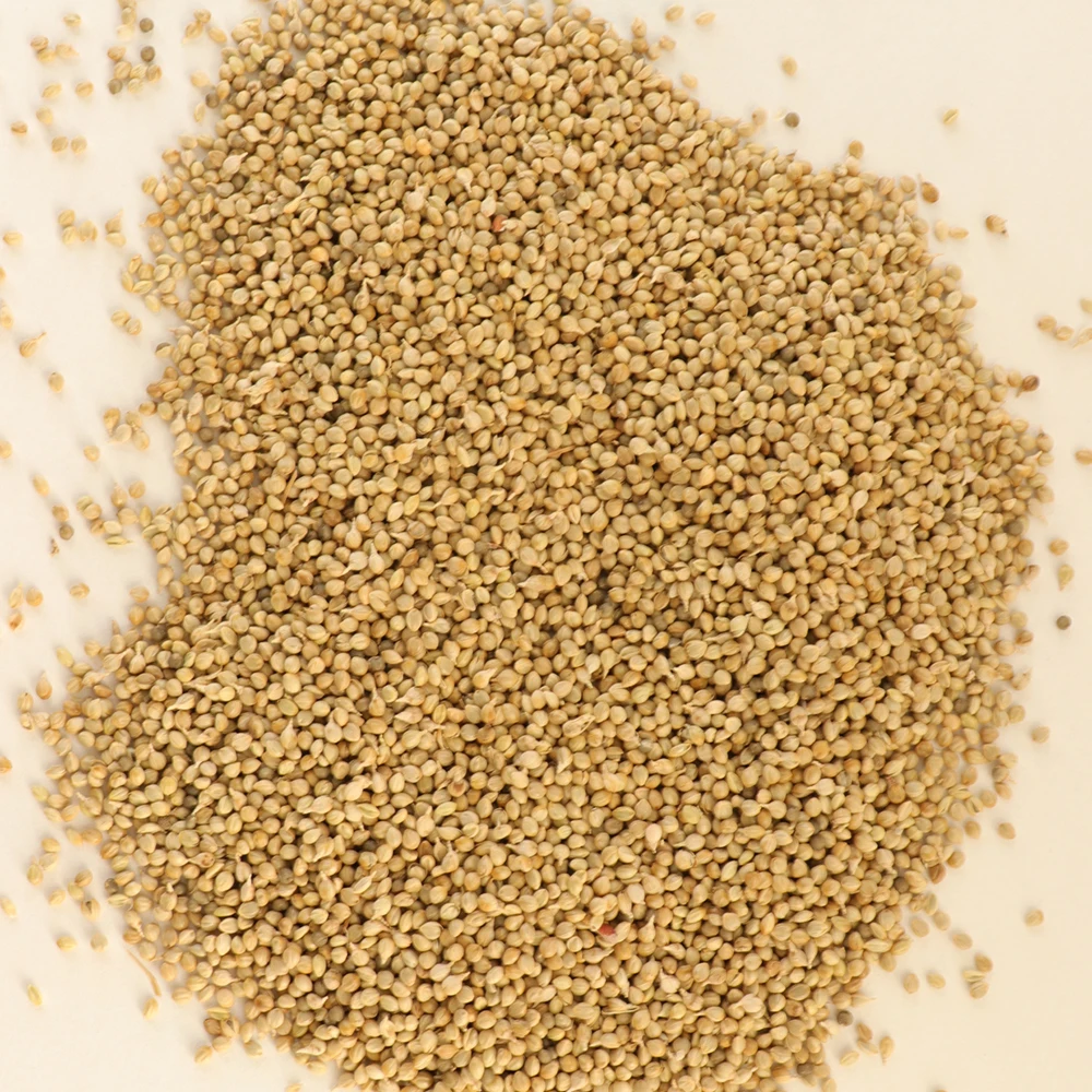 Wholesale Dried Hulled And Unhulled Green Millet Bajra Green Millet