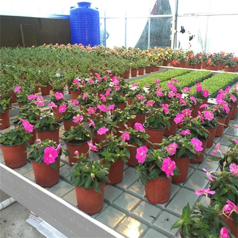 Customizable Size 1.2x1.2m 1.2x2.4m Ebb and Flow Grow Tables Growing Greenhouse Benches Flood Tray