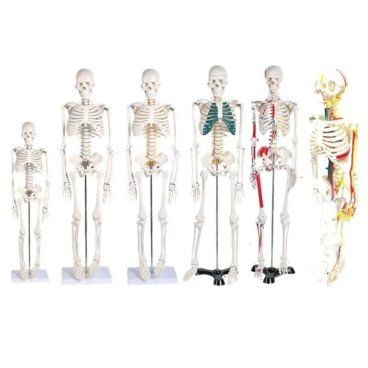Tall Life Size Human Bone Anatomical Medical Science Full Size Model