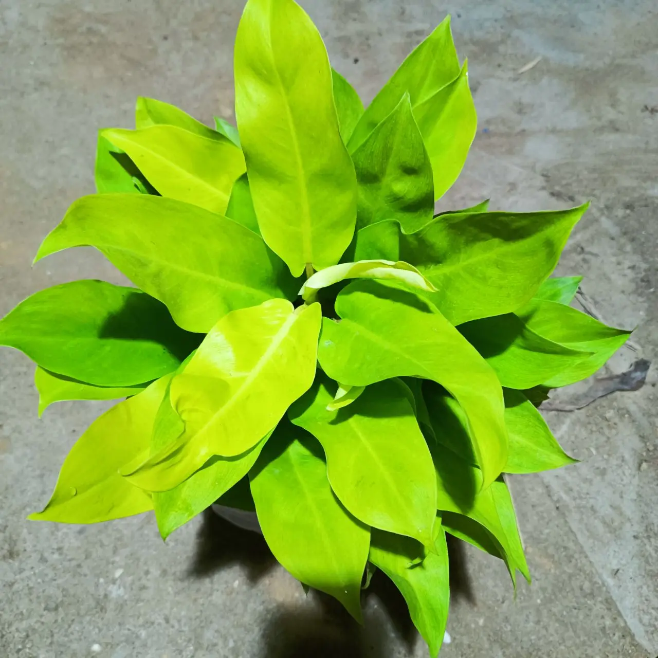 hot sale real plant nature plant malay gold Philodendron bonsai