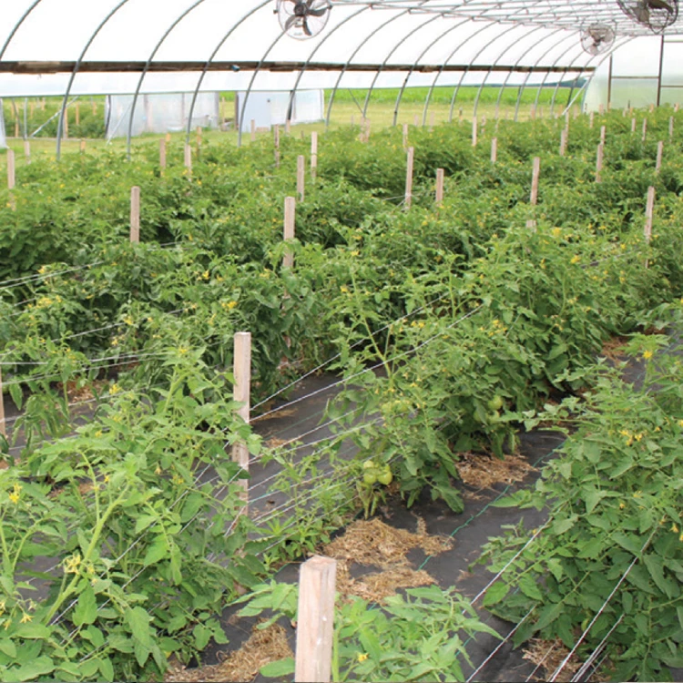 Galvanized steel Frame Single span PE Film greenhouse for Agriculture Low cost Tunnel fruits plant