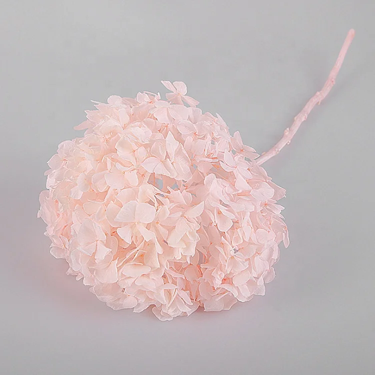 Factory wholesale big leave preserved hydrangea flower for wedding home decoration