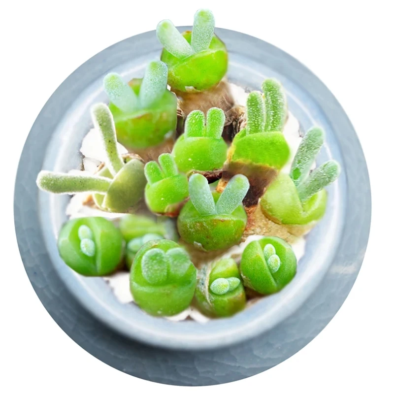 
Indoor perennial nature product Succulent plant MonilariaobconicaIhlenf.&Joergensbalcony 