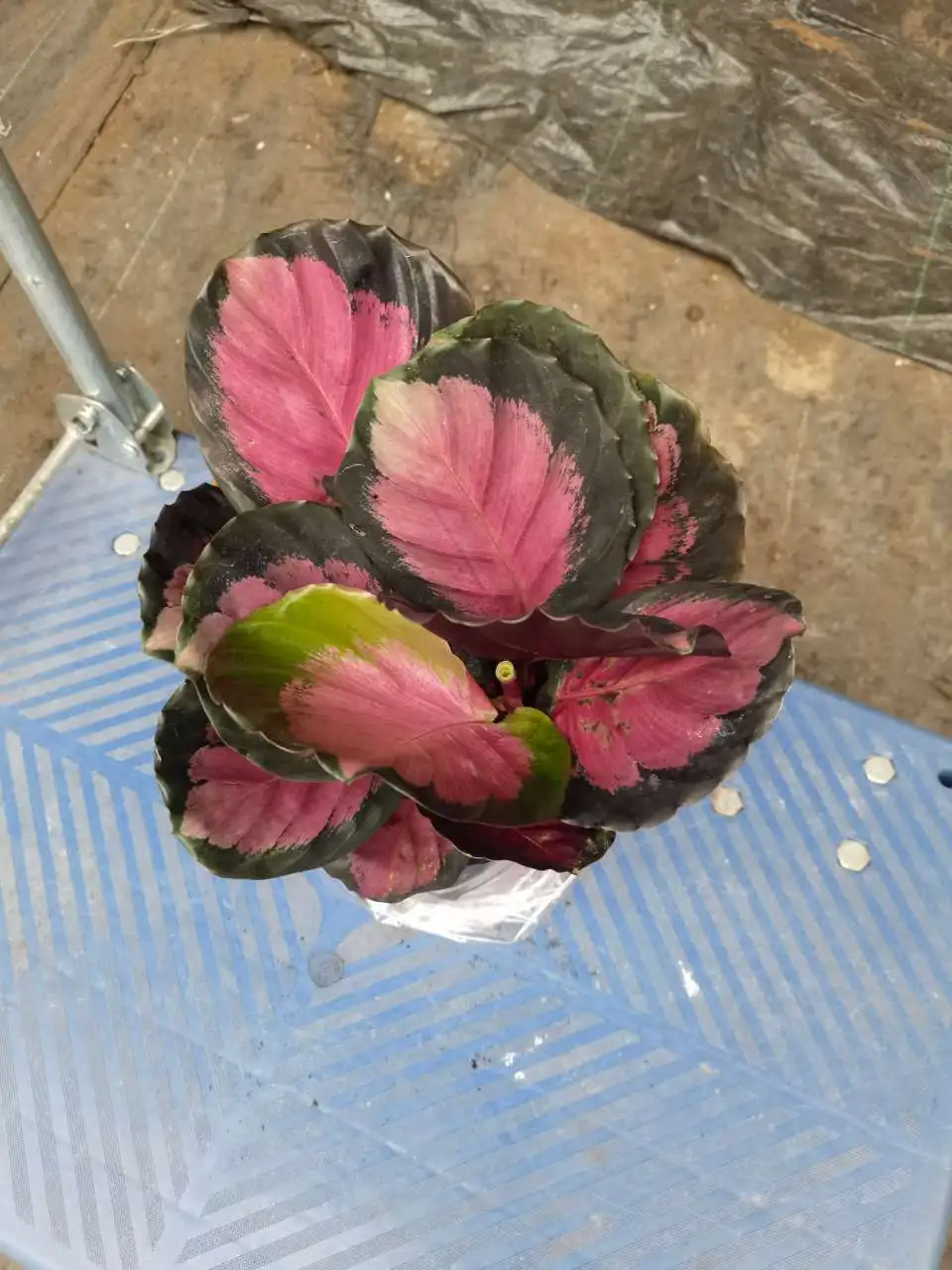 
Real plants Calathea rusco of indoor bonsai Ornamental plants 