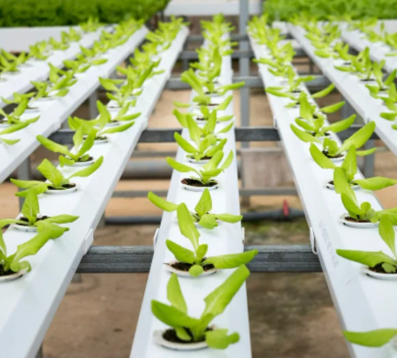 JIapei Indoor Smart Cuitivo NFT Hydroponic Vertical Aquaponics System in Superfarm