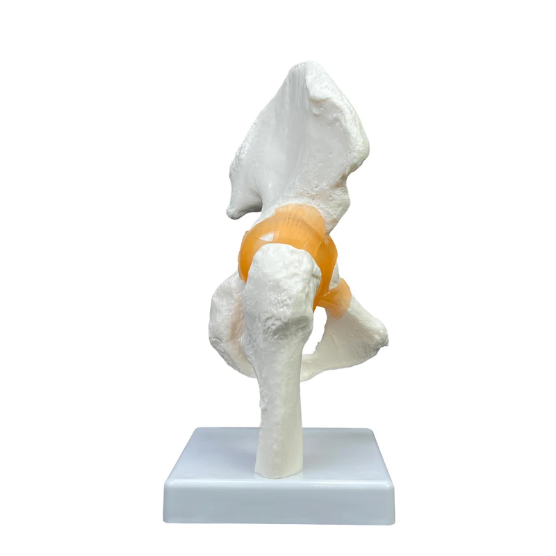 Production of high quality teaching anatomical models PVC material for medical demonstration Life size human hip joint models