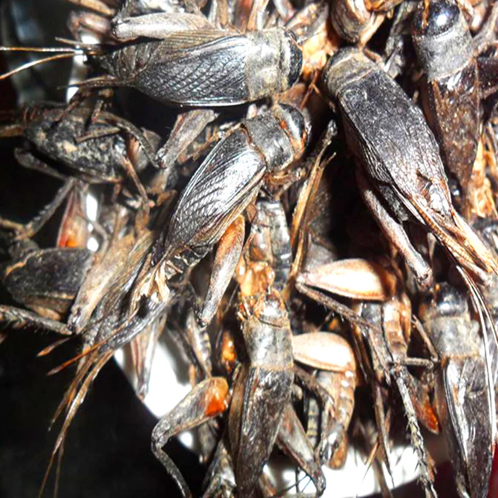 Factory direct supply Microwave dried cricket cricket, fish, bird and turtle pet food, high quality feed black soldier fly