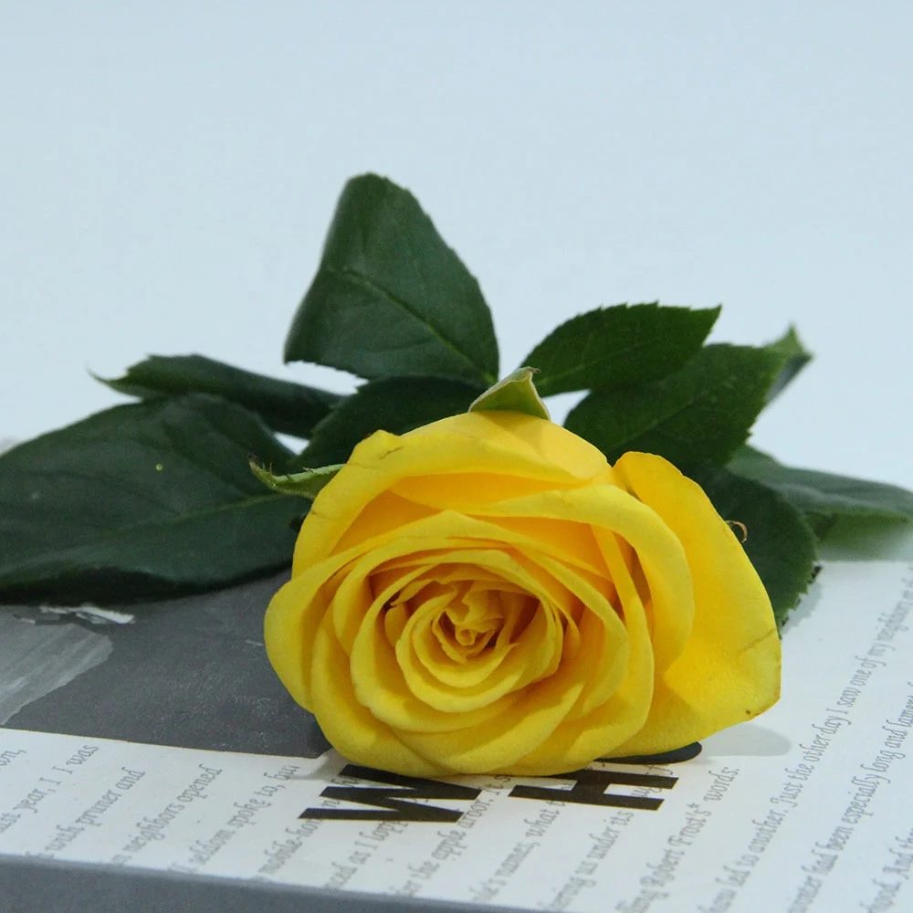 Competitive Price Home Wedding Decor Many Colors Flower Store Long Stem Natural Roses Fresh Cut Flowers