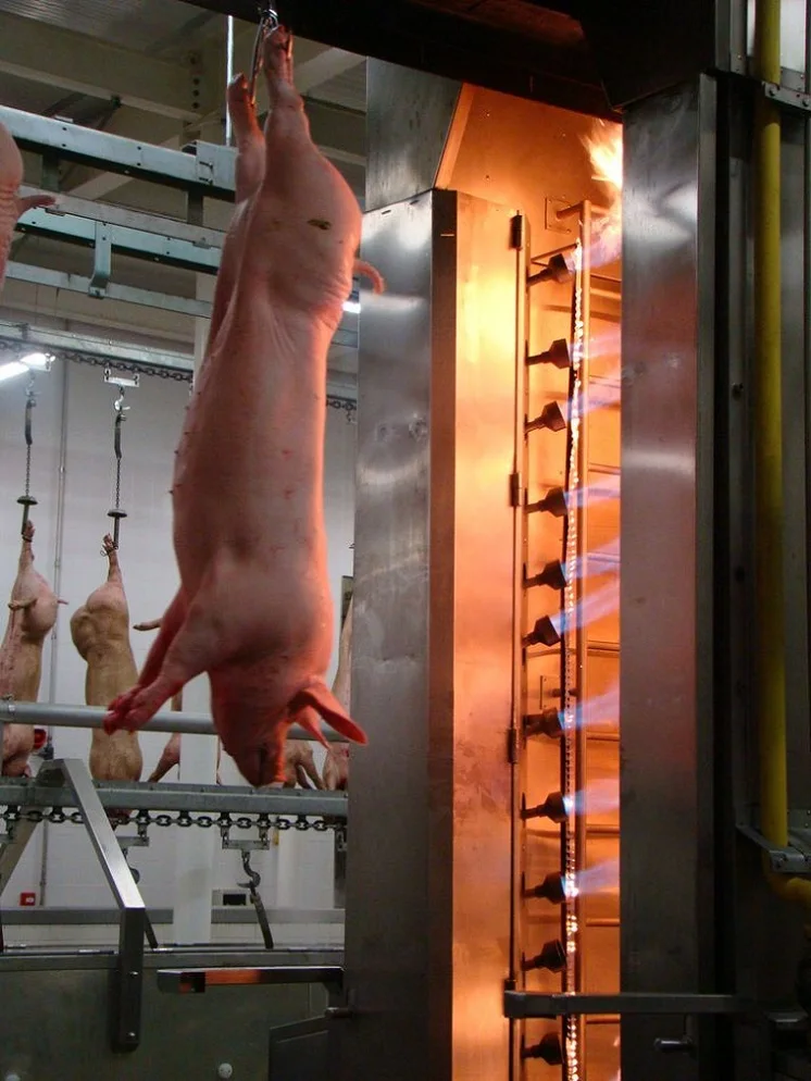 slaughtering equipment pig hair singeing burning furnaces machine