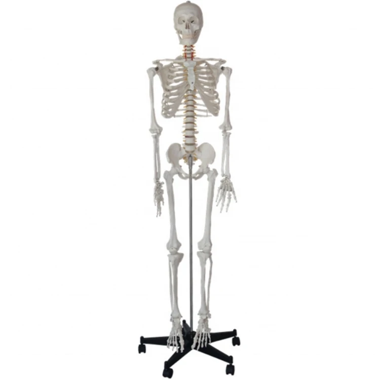 Factory Medical science Life-Size Skeleton 180cm Tall Human Skeleton model for teaching resources
