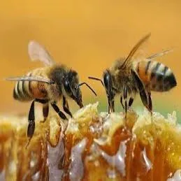 
Highly quality pure honey from coffee blossom highly recommend 