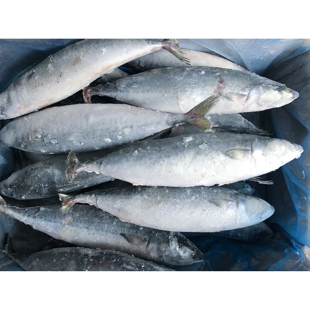 Новинка японская скумбрия замороженная 300-500 г для продажи