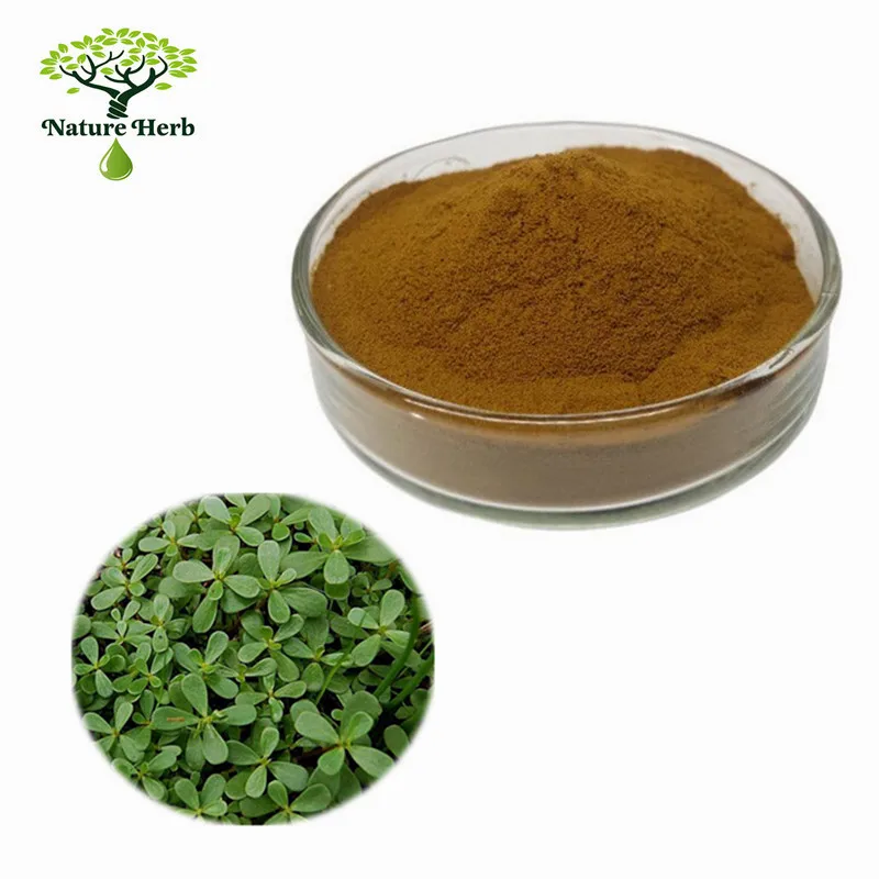Pure Natural Herb Medicine Bacopa Monnieri Extract Powder