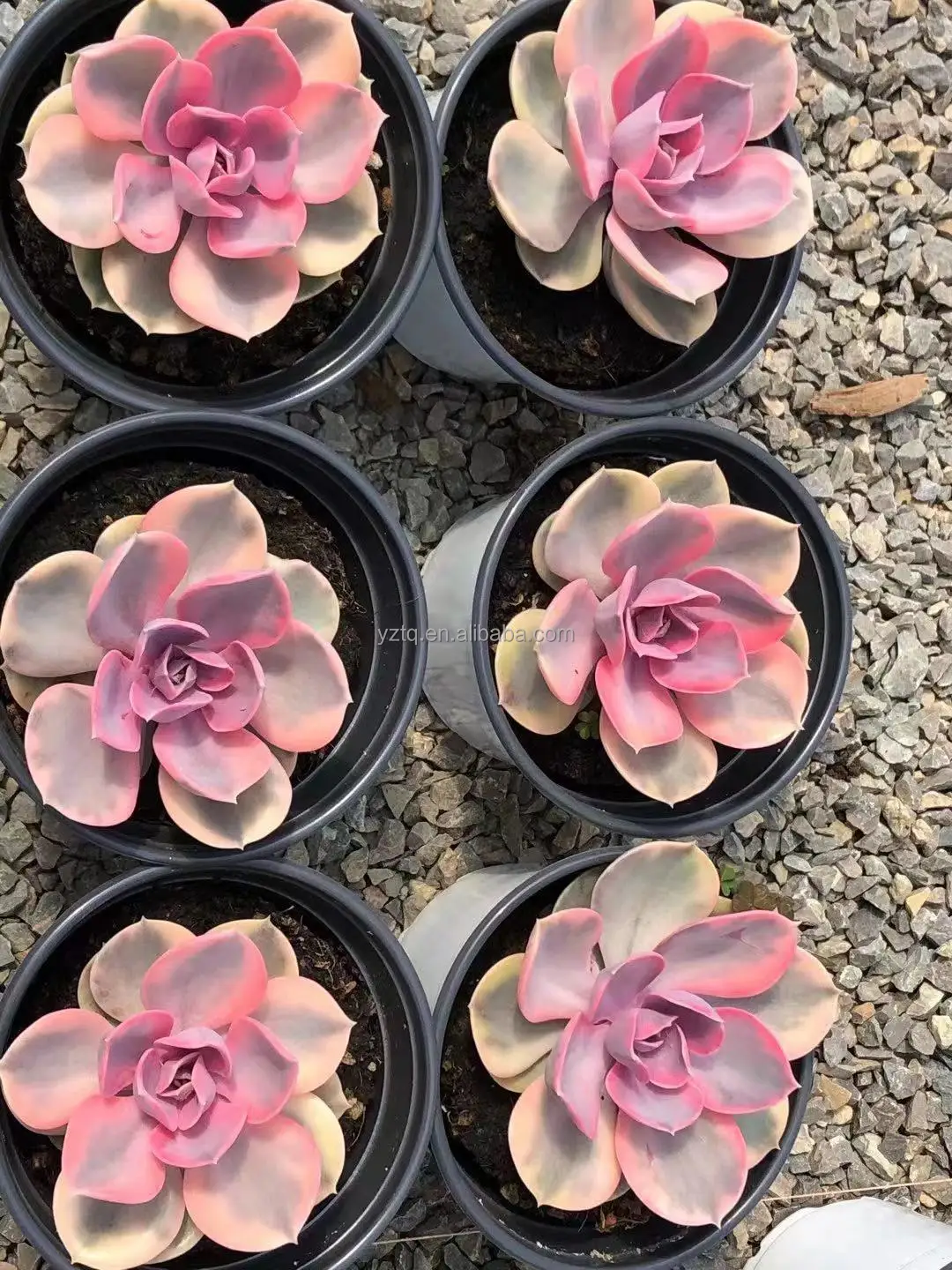 Редкие растения cheveria Радужный Розовый цвет суккуленты реальное растение небольшого размера Таиланд суккуленты кактус живое растение